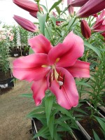 [4167 Palazzo VWS No02.JPG]